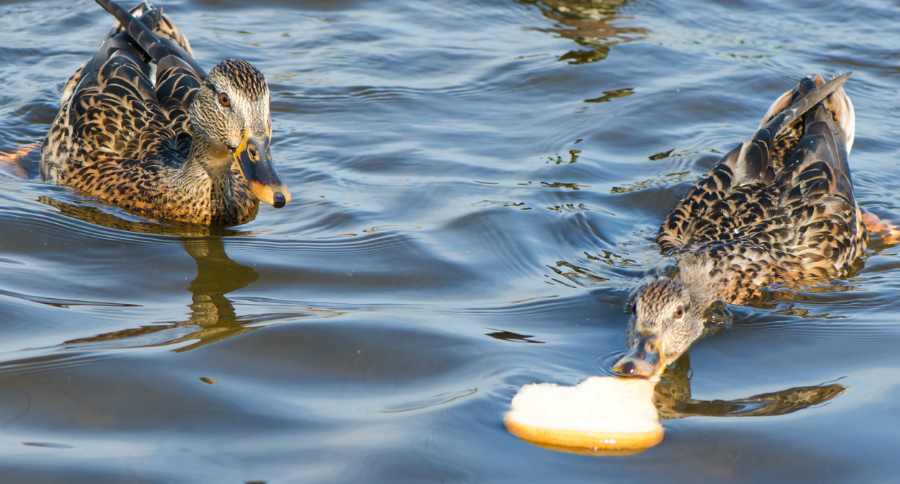 Ducks Bread Bad For Them