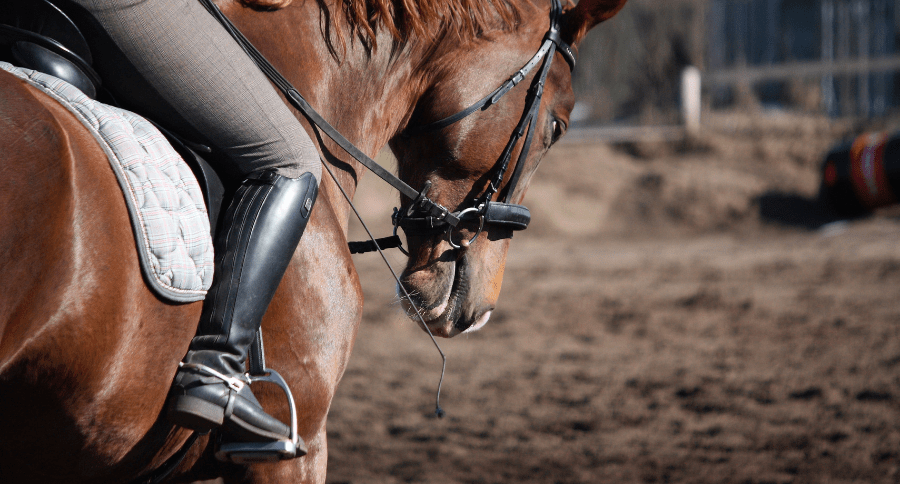 Equestrian Gear
