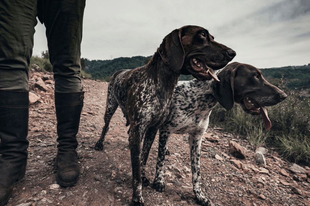 German Shorthaired Pointer