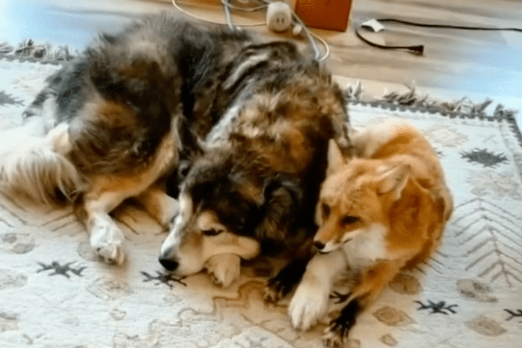 juniper the fox