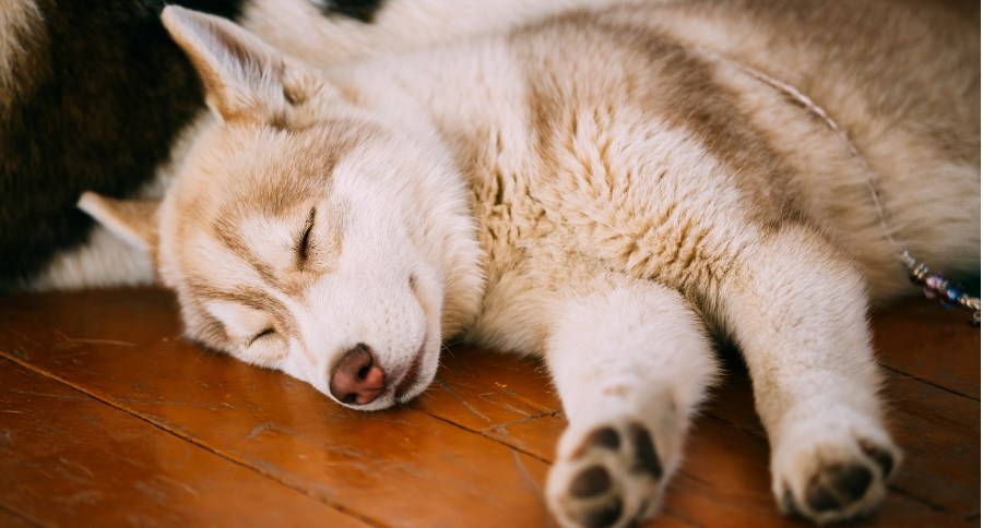 Husky