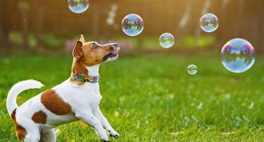 Dog Games