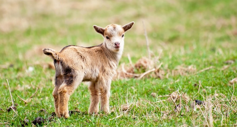 Baby Goats