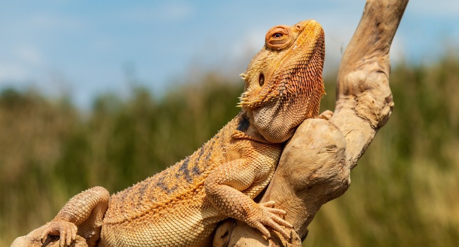 Bearded Dragon