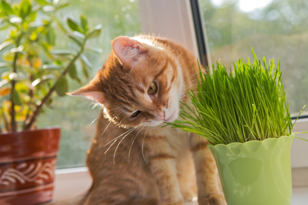 best catnip