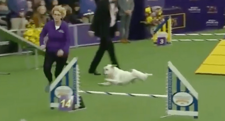Westminster Kennel Club Dog Show Rudy