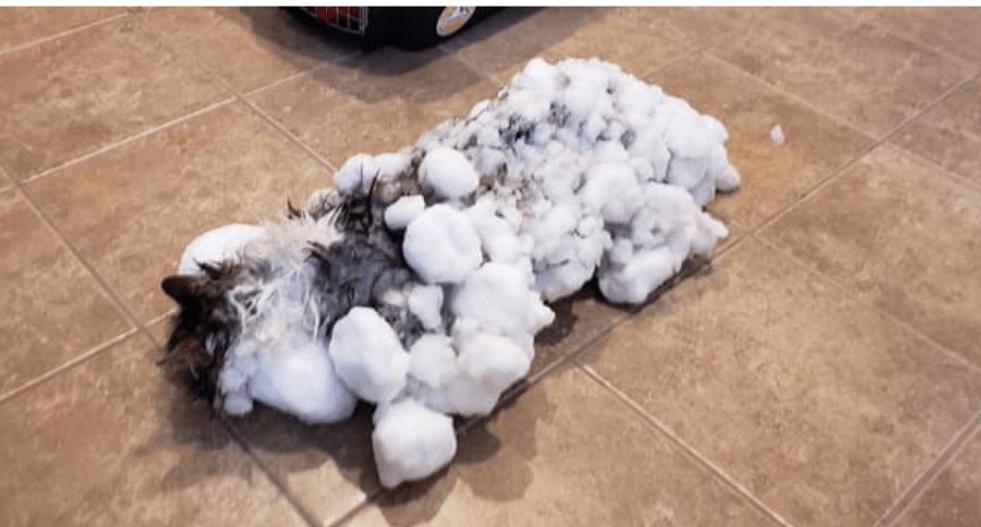 Cat frozen