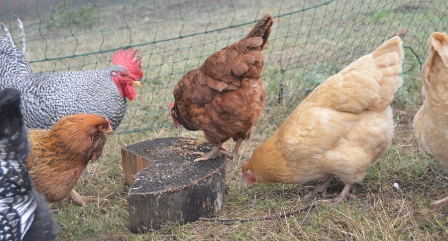 Chicken Treats