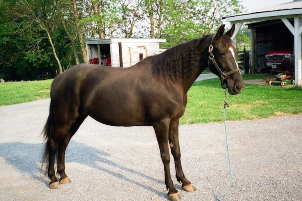 Tennessee Walking Horse