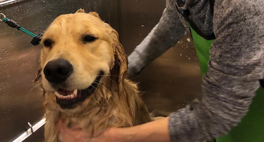 Dogs of the Presidential Race 2020