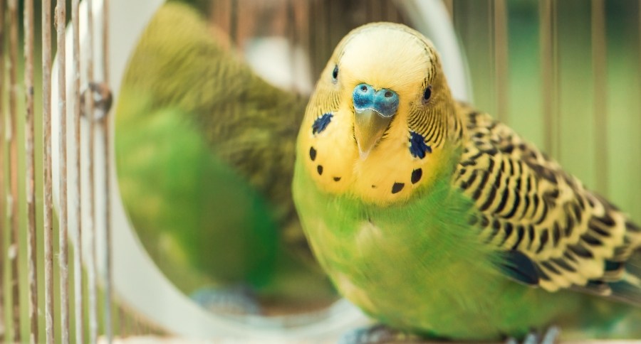 Budgie