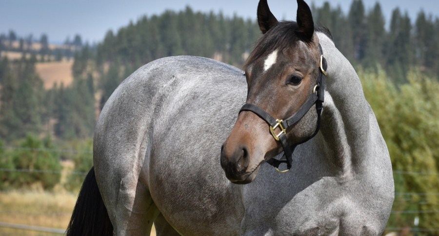 Roan Horse