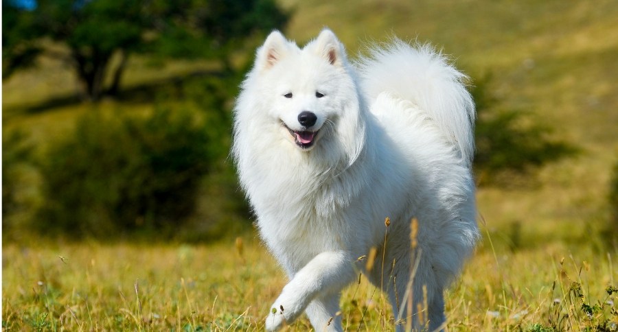 Samoyed