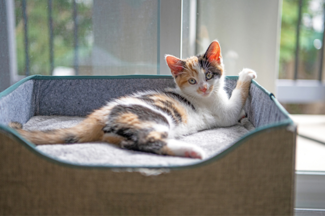 calico cats