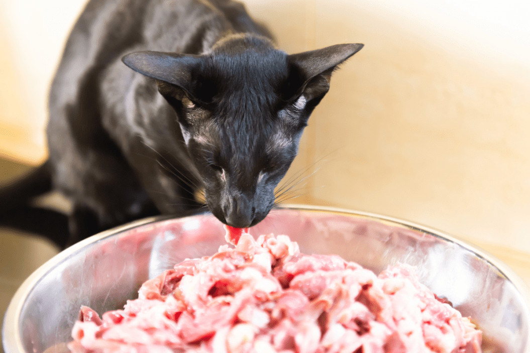 cat eats a raw diet