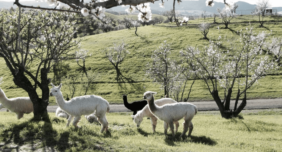 Alpaca Ranch Airbnb