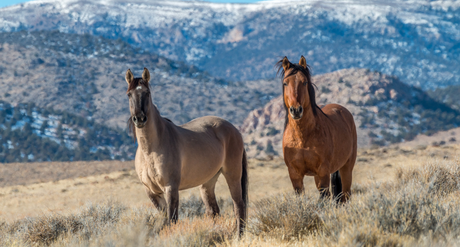 BLM $1,000 Adoption Incentive