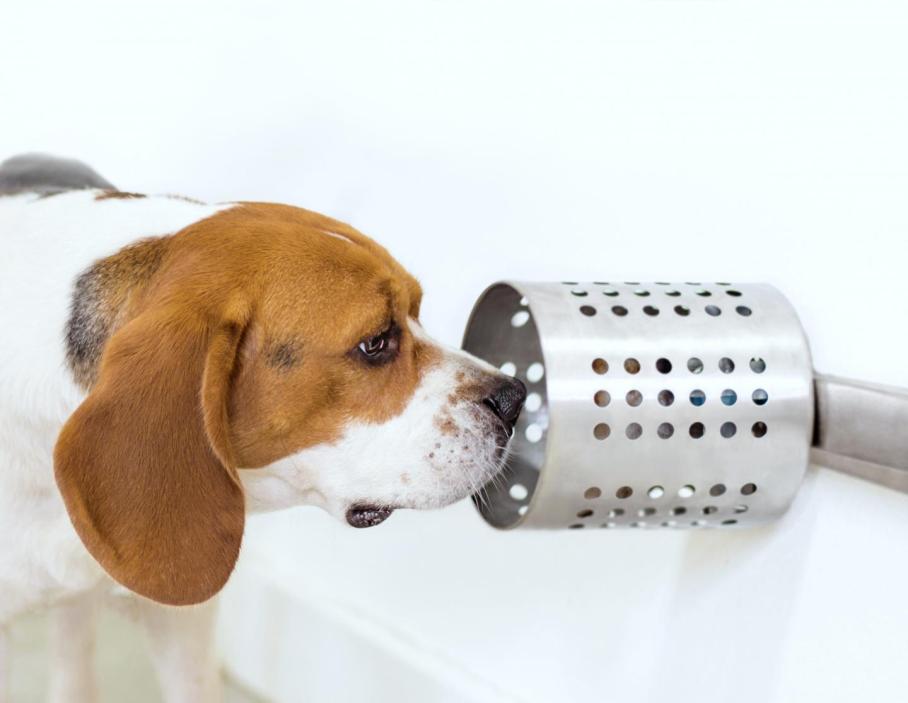 Beagle Study