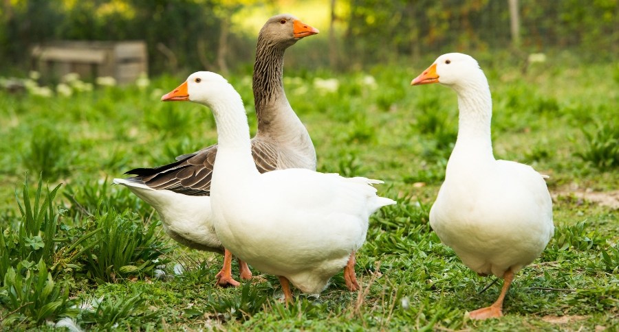 Geese