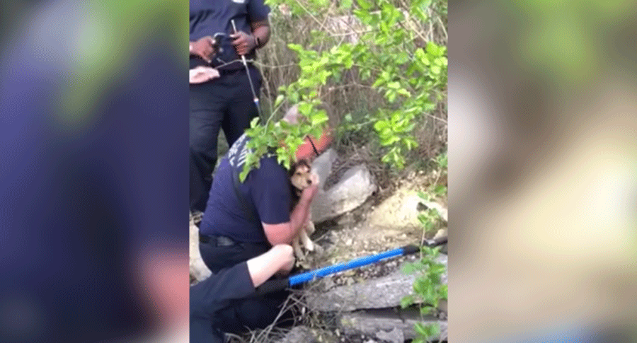 NC Firefighter Puppy Rescue