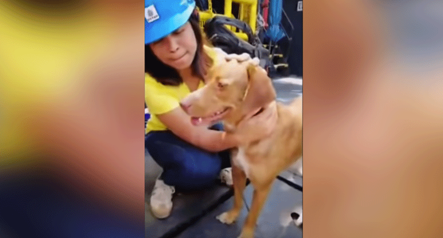 Oil Rig Dog Offshore