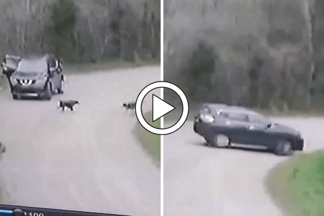 Owner Abandons Dogs, Drives Away
