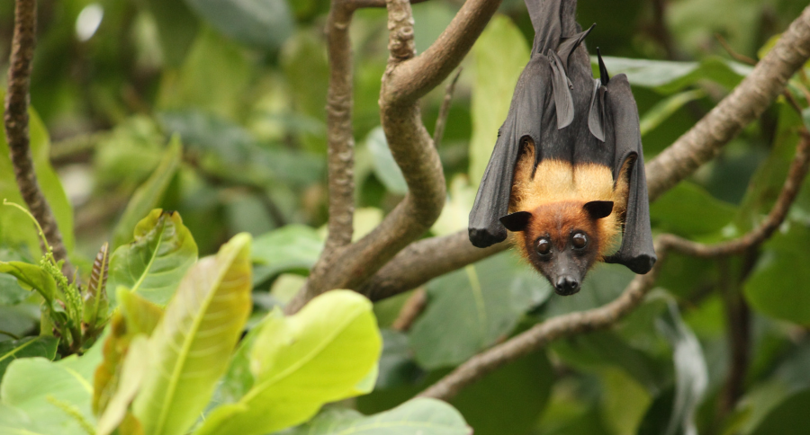 Pet Bat 101