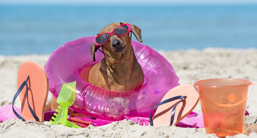 Sausage Dog Party Dachshund