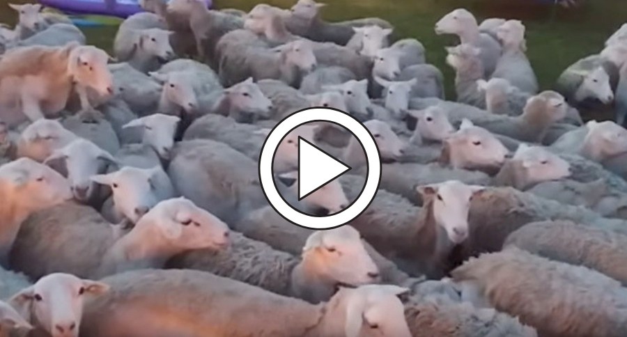 Sheep