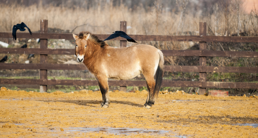 Przewalski’s Horses