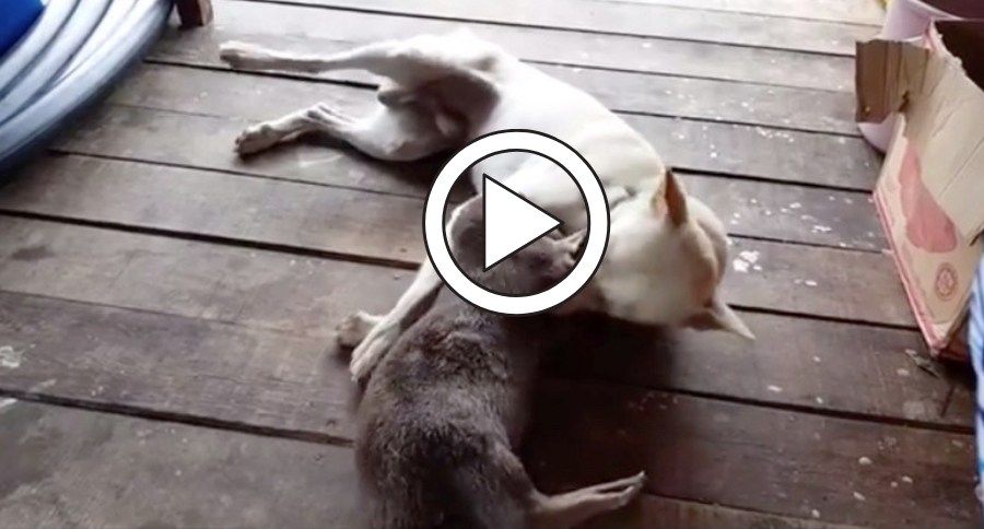 Dog And Otter