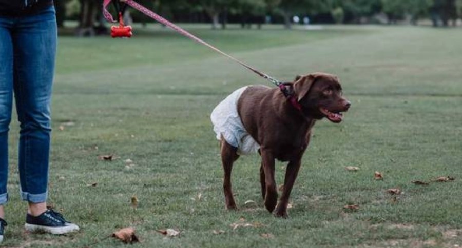 Dog Diapers