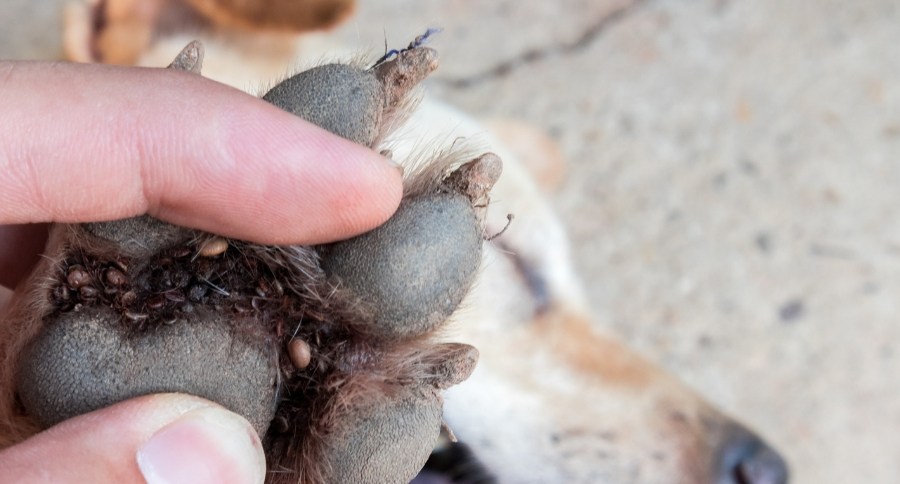 Ticks On Dogs
