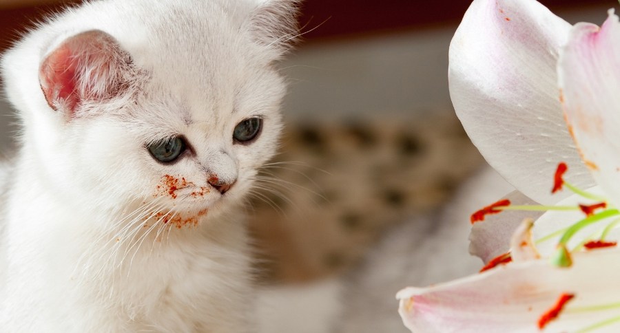 Easter Lilies Toxic Cats