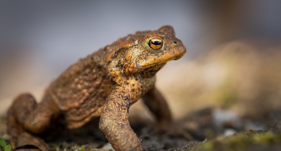 Bufo Toad