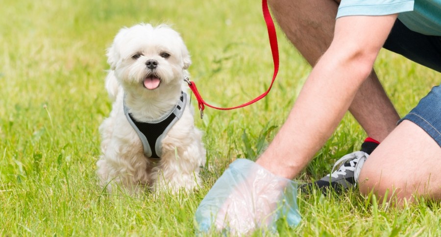 Dog Poop