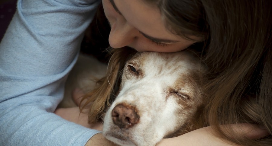 Pet Loss