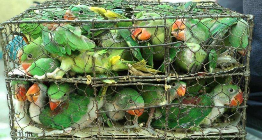 Protected Birds