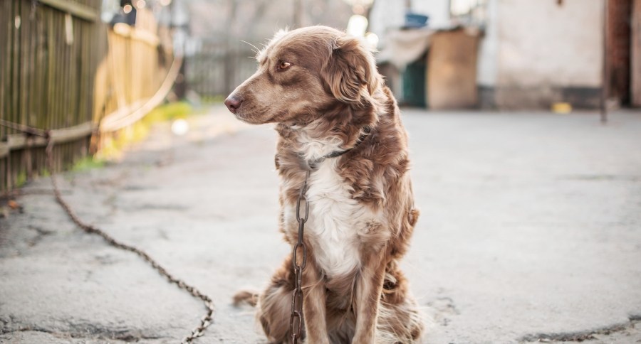Chained Dogs