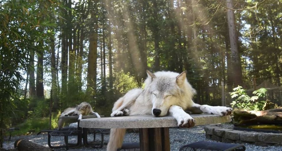 Wolf Sanctuary