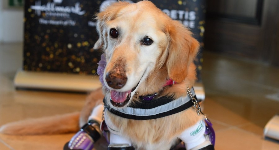 American Humane Hero Dog Awards