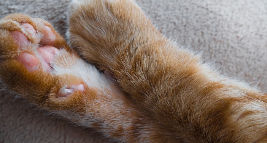 Cat Declaw