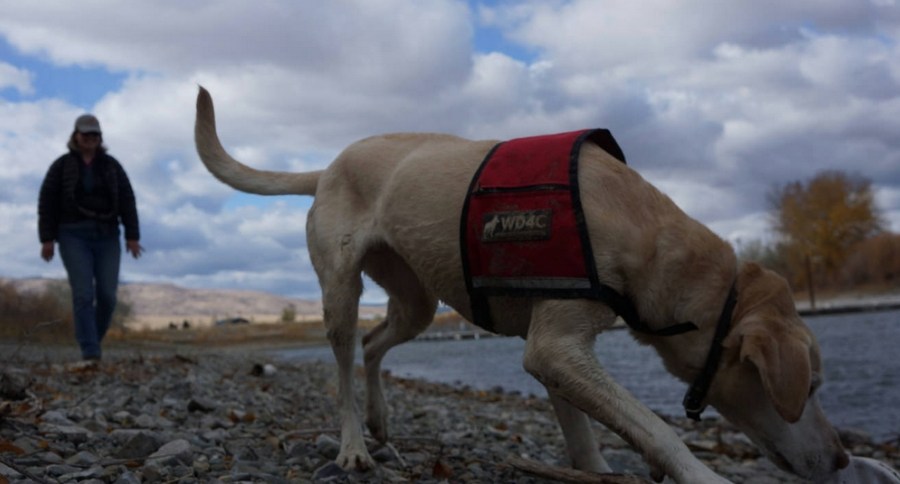 Conservation Dogs