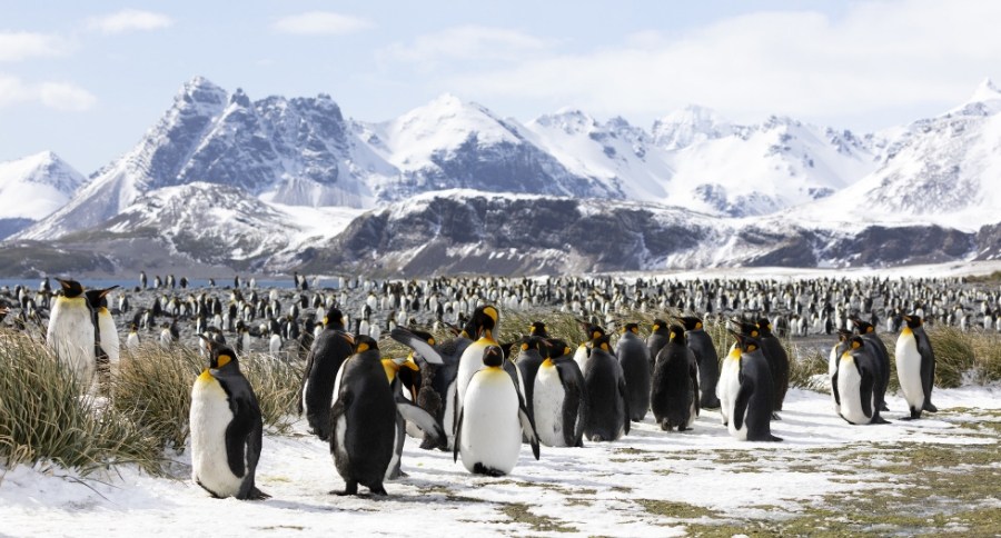 Penguin Colony