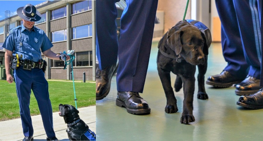 Police Dog