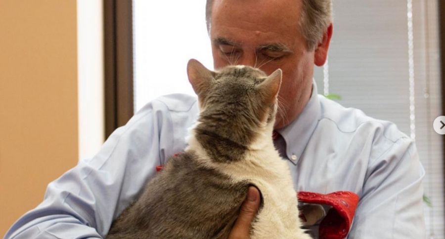 Kitten Slaugherhouse