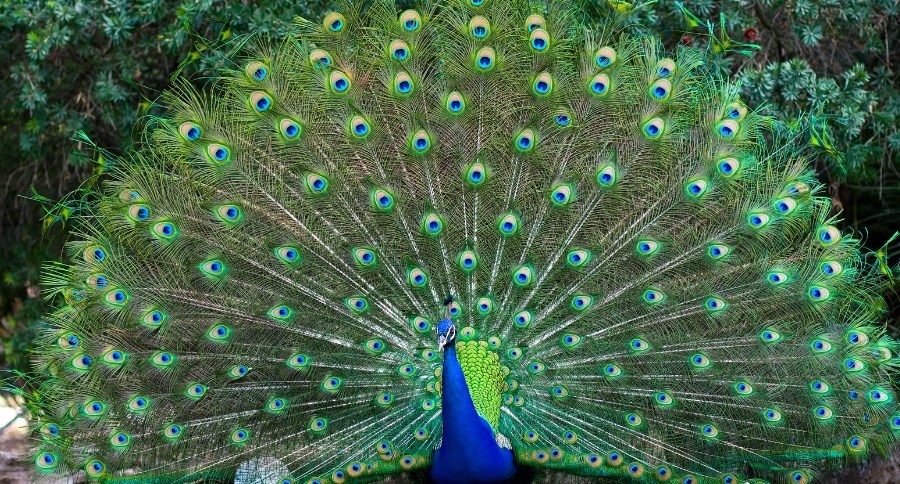 Peacocks