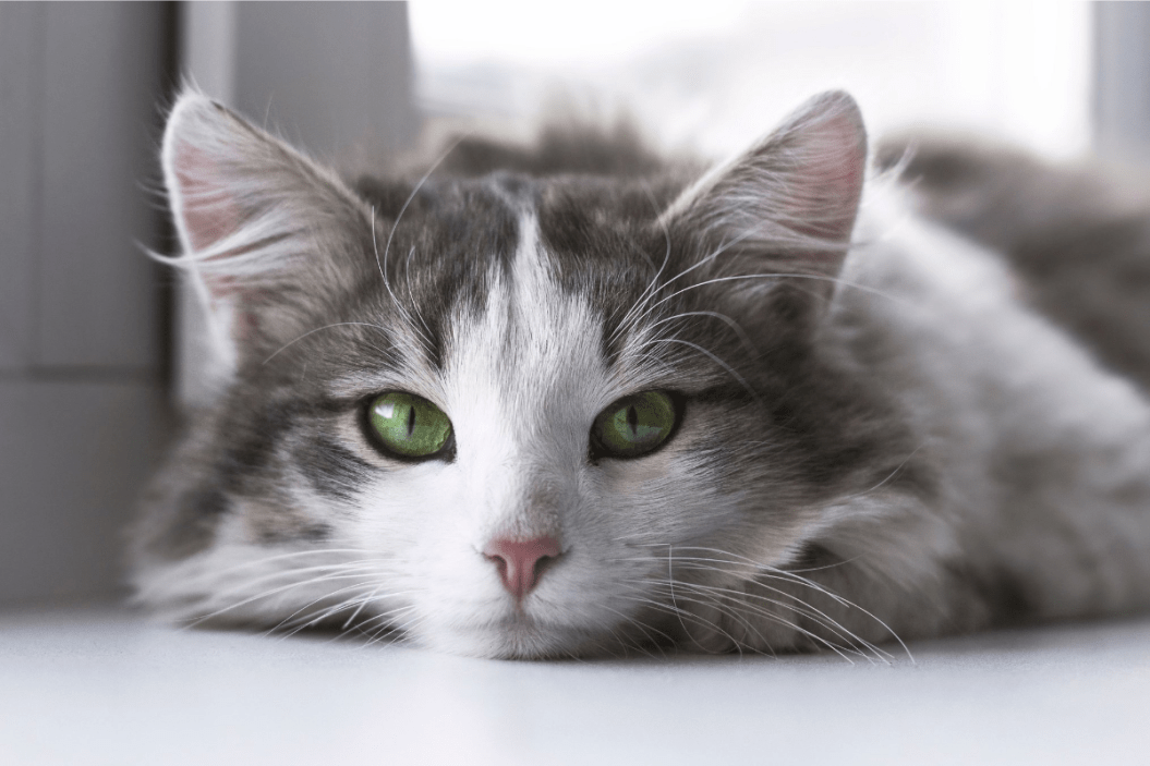 do cats know their own names