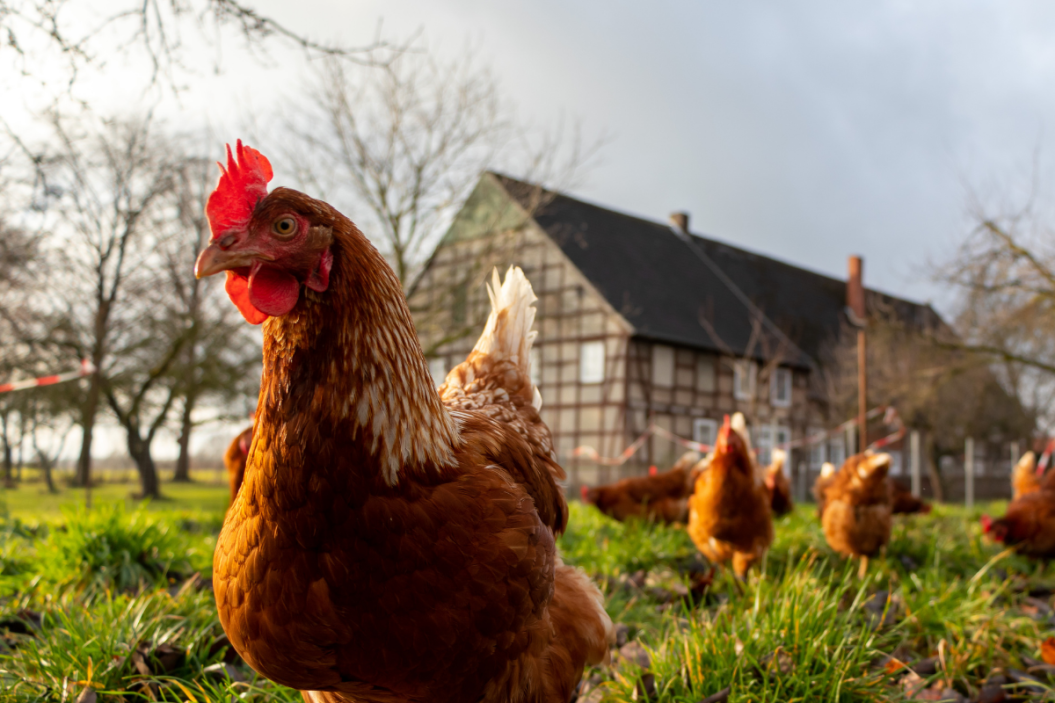 Chickens graze in a field.