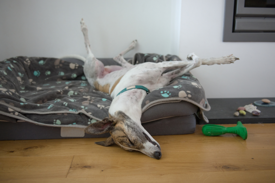 Dog Sleeping Position, Personality
